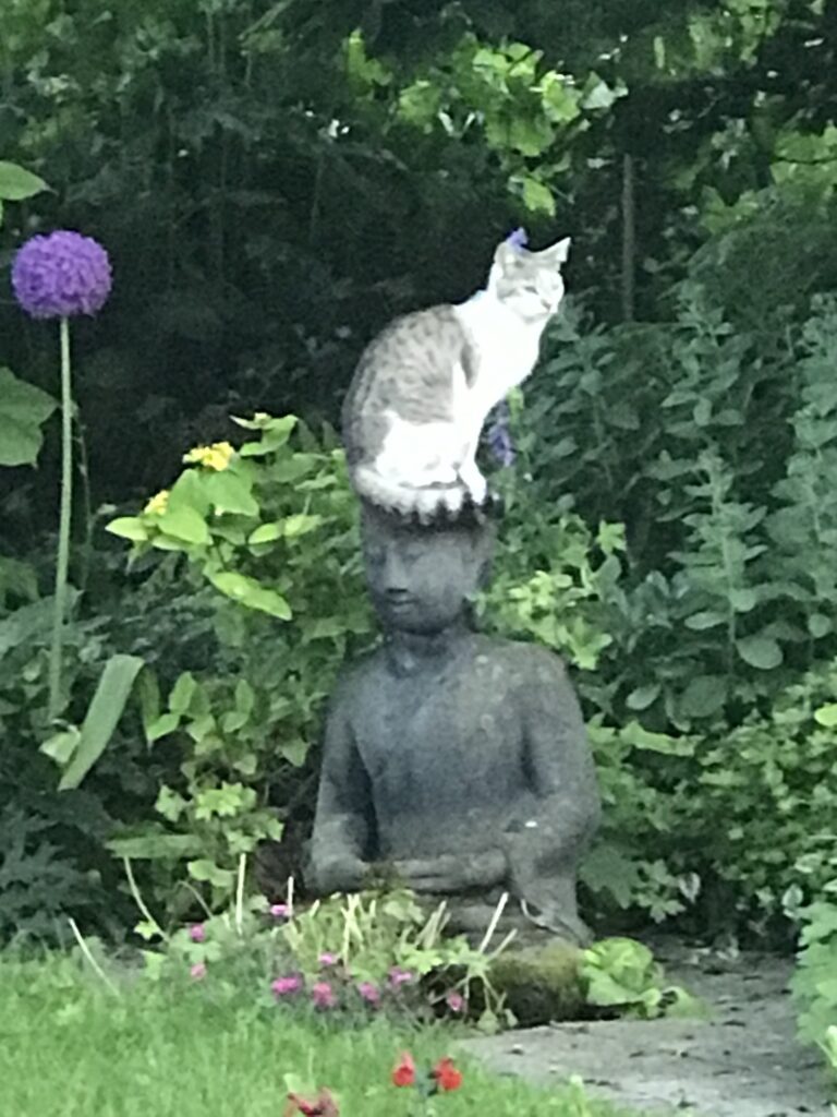 cat sitting on statue