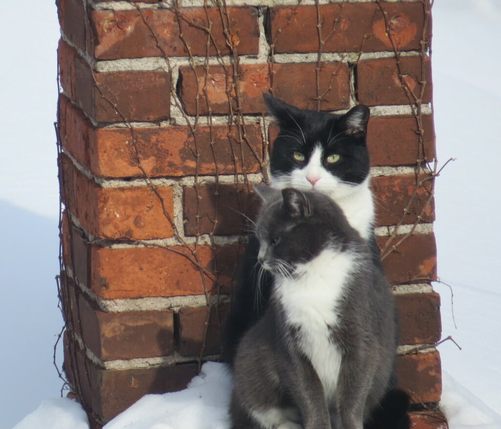 two cats in front of bricks