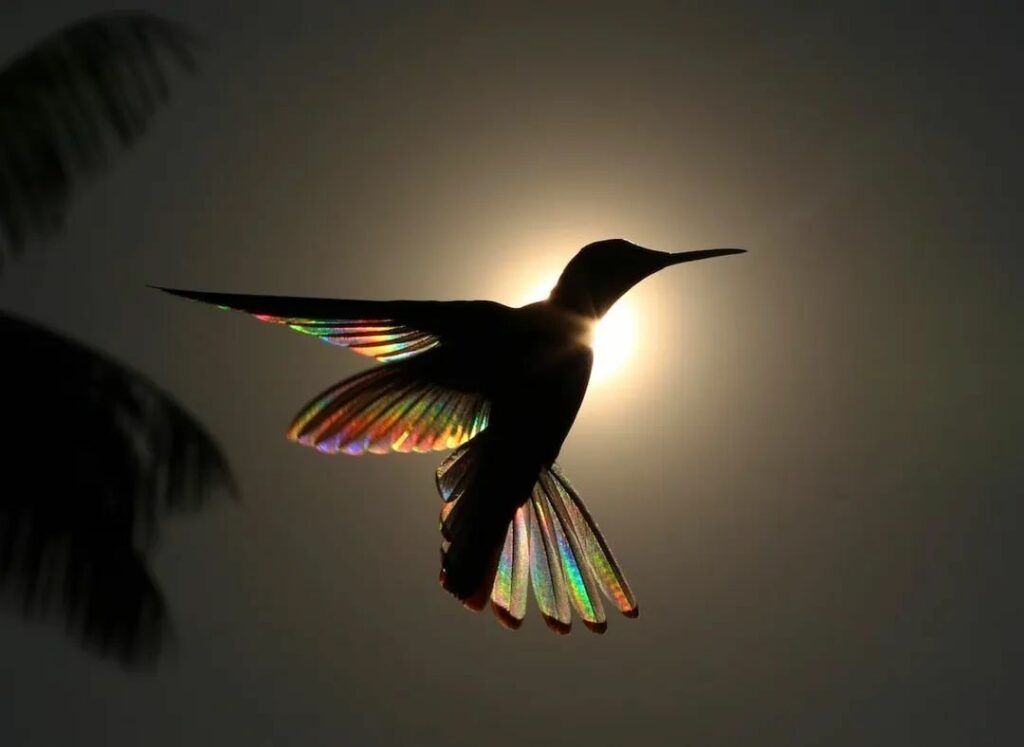 backlit hummingbird